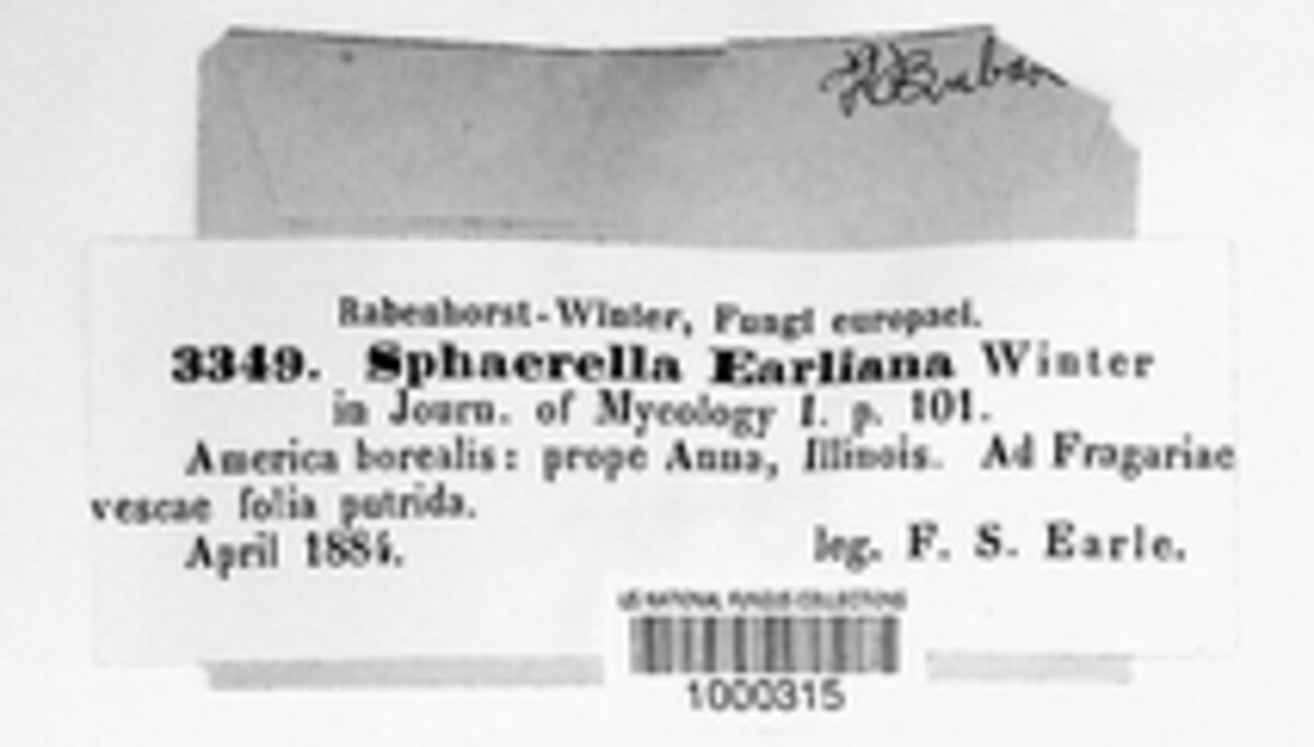 Mycosphaerella earliana image